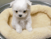 a small white puppy is sitting in a circular dog bed