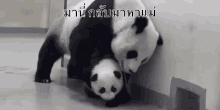 สุขสันต์วันแม่ แพนด้า GIF - Panda Happy Mothers Day Mothers Day GIFs