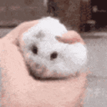 Hamster Squish GIF - Hamster Squish GIFs