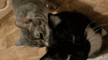 Cats Funny Cats GIF - Cats Funny Cats Animals GIFs