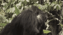 walking mountain gorillas survival dian fosseys legacy lives on short film showcase gorilla bite
