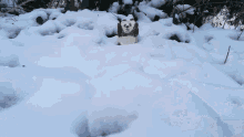 Panda Snow GIF - Panda Snow Scarpyro GIFs