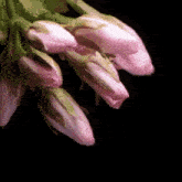 a bunch of pink flowers are growing on a black background