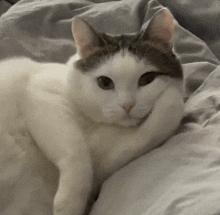 a white and gray cat is laying on a bed with its paws on its face .