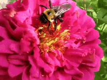 пчела на цветке GIF
