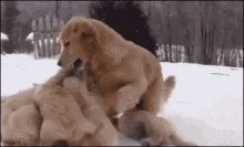 Puppy Dog GIF - Puppy Dog Winter GIFs