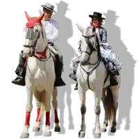 a man and a woman are riding white horses with red socks