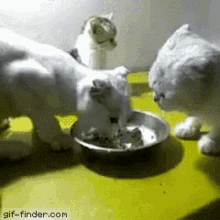 ơem Cólàm Gìđâu Cat GIF - ơem Cólàm Gìđâu Cat Eat GIFs