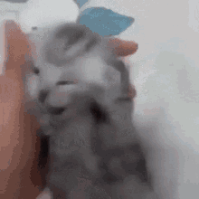 Tormented Kitty Tormented GIF