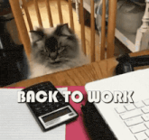 a cat is looking through a fence at a laptop and a calculator with the words back to work above it