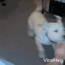 The Dog Wants To Play Viralhog GIF - The Dog Wants To Play Viralhog The Dog Wishes To Play GIFs