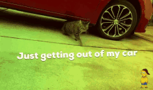 Cat Get GIF - Cat Get Out GIFs
