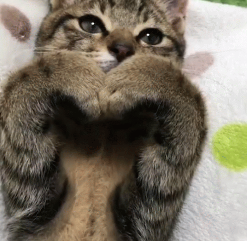 Heart Cat GIF - Heart Cat Kitty - Discover & Share GIFs
