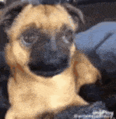 Willem Dafoe Dog GIF - Willem Dafoe Dog GIFs