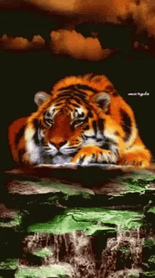 My Tiger GIF - My Tiger GIFs
