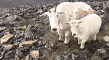 Goat Calf GIF - Goat Calf Angry GIFs