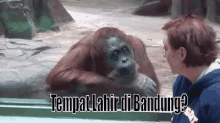 monyet orangutan diam tanya bengong