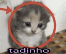 Tadinho GIF - Tadinho GIFs