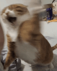 Ginger Cat Orange Cat GIF - Ginger Cat Orange Cat Angry GIFs