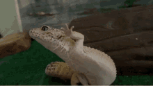 Grimm Gecko GIF - Grimm Gecko Lizard GIFs