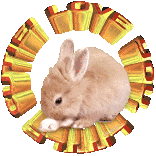 Rabbit Bunny Sticker - Rabbit Bunny Cute - Discover & Share GIFs