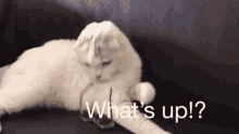 Whats Up Cat GIF - Whats Up Cat Cute GIFs