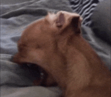 a brown dog is yawning on a bed with a grey blanket