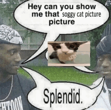 Splendid Kitti Cat GIF - Splendid Kitti Cat GIFs