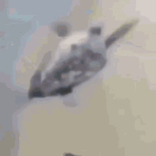 Turtle Flying GIF - Turtle Flying GIFs