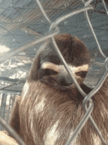 Sloth Eye Brow Raise GIF