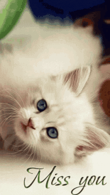 Cat Miss You GIF - Cat Miss You Blink GIFs