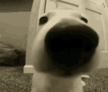 Perro Oliendo GIF - Perro Oliendo GIFs