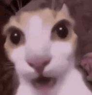 Fin Sad Cat Dance GIF - Fin Sad Cat Dance - Discover & Share GIFs