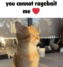 a cat with its eyes closed and a heart in the background .