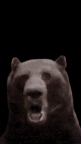 a close up of a bear 's face with its mouth wide open
