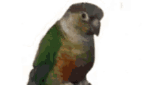 Triggered Bird GIF - Triggered Bird Angry GIFs