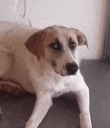 a brown and white dog is laying down on a concrete floor .