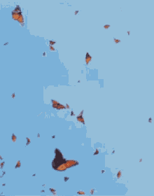 flight butterfly migration