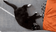 Cat Squirming GIF - Cat Squirming Rolling GIFs
