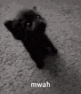 a black cat is laying on its back on a carpet and looking at the camera .
