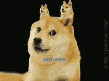 Doge Such Wow GIF - Doge Dog Such Wow GIFs