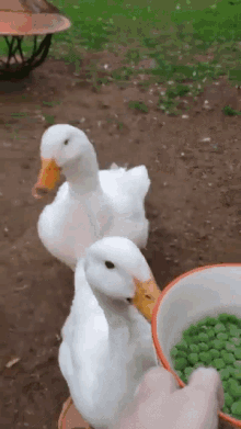 Ducks Peas GIF - Ducks Peas Eating GIFs
