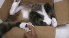 Cat Is Relaxed In A Box GIF - Cat Box Awkward GIFs