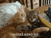 Cats Snuggle GIF - Cats Snuggle Kisses GIFs
