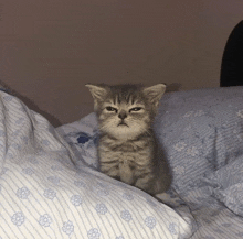 a kitten is sitting on a bed with a blue and white blanket