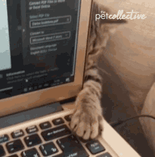 a cat 's paw rests on a laptop keyboard with the petcollective written on the bottom