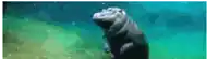 a hippopotamus is swimming in the water and looking up at the sky .