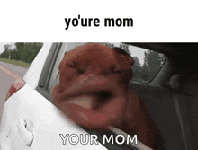 Youre Mom Ur Mom GIF - Youre Mom Ur Mom Funny Dog GIFs
