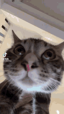 Cat Vibrate GIF - Cat Vibrate Shake GIFs