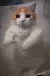 a white and orange cat is standing on its hind legs in a bathtub .